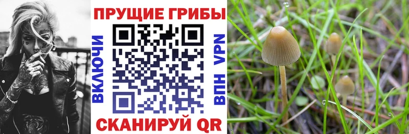 Галлюциногенные грибы Psilocybine cubensis  Междуреченск 